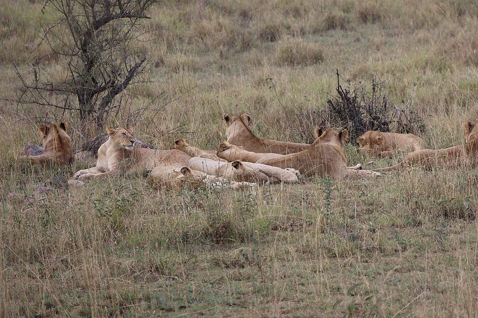 The Best 8 Days Tanzania Safari