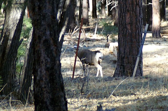 10 Day Guided Arizona Trophy Mule Deer Hunt In The Kaibab Outguided