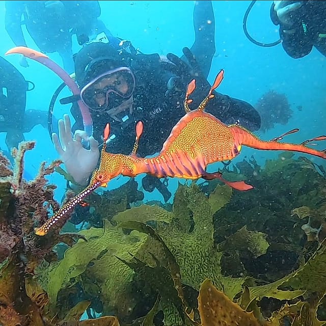Dive Centre Manly Outguided