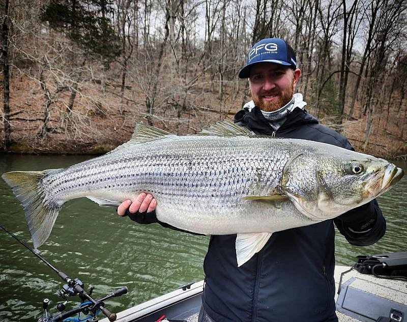 Striper – Tennessee Valley Anglers