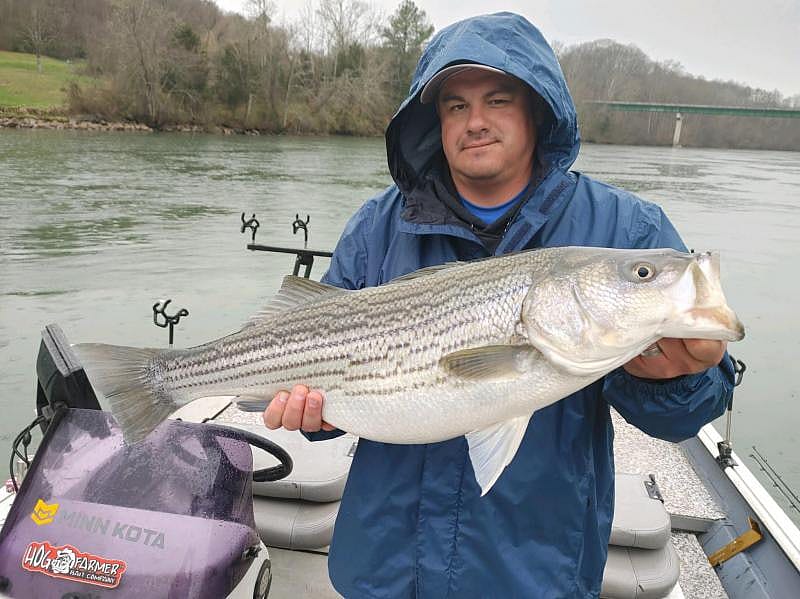 FULLDAY CLINCH RIVER / MELTON HILL LAKE TROPHY AREA STRIPER FISHING