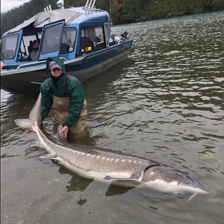 Sturgeon Fishing on the Fraser River