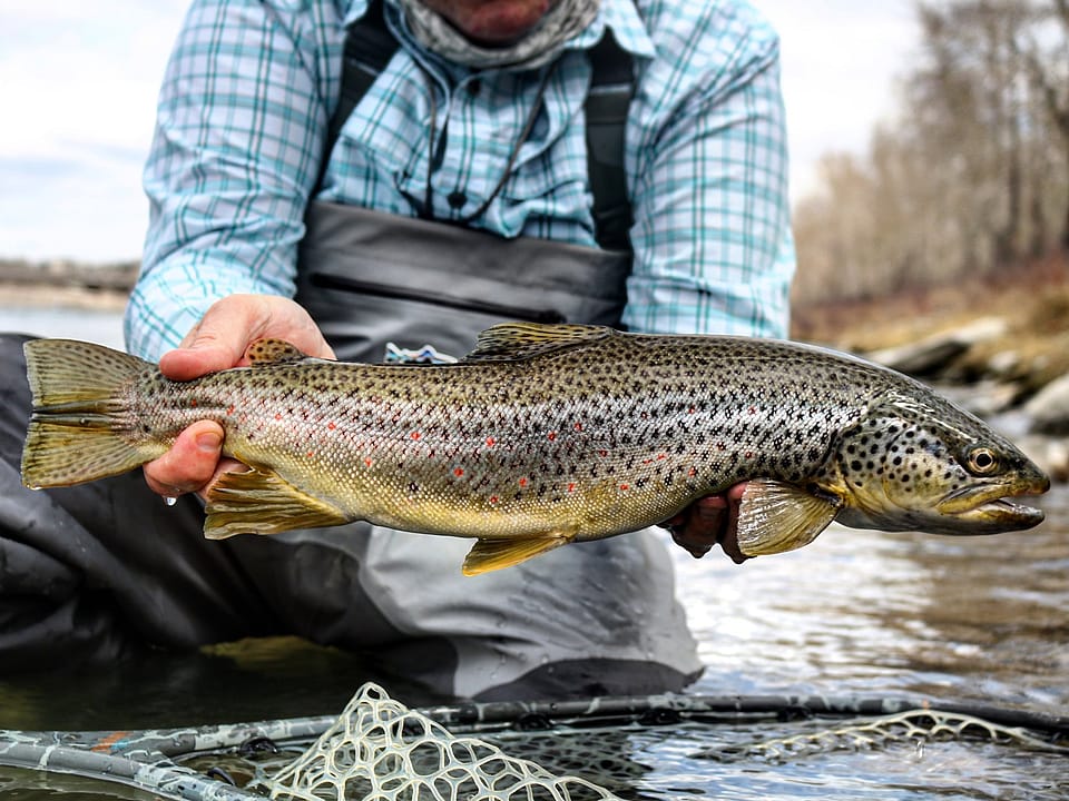 Alberta Fly Fishing Outguided