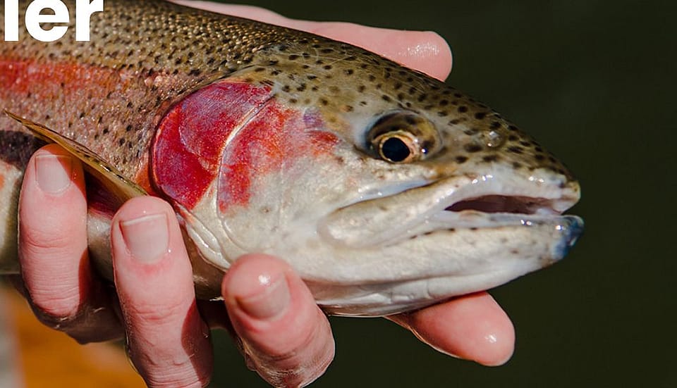 Half Day Drift Boat Fly Fishing in Knoxville Outguided