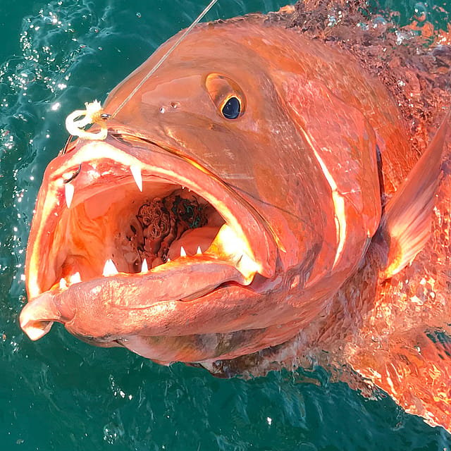 Battling Red Snapper to the Kayak