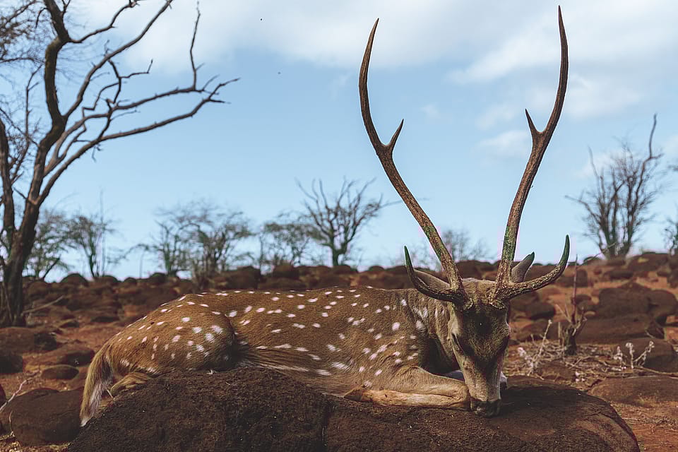 Inclusive Axis Camp Outguided