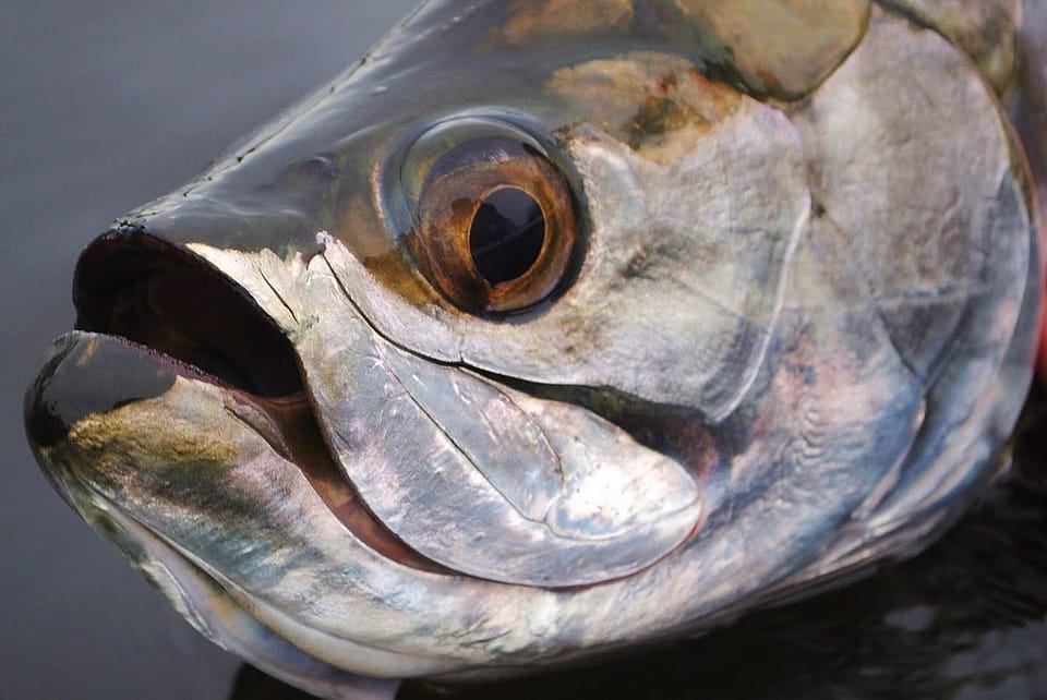 Light Tackle and Fly Fishing Key West Flats Outguided