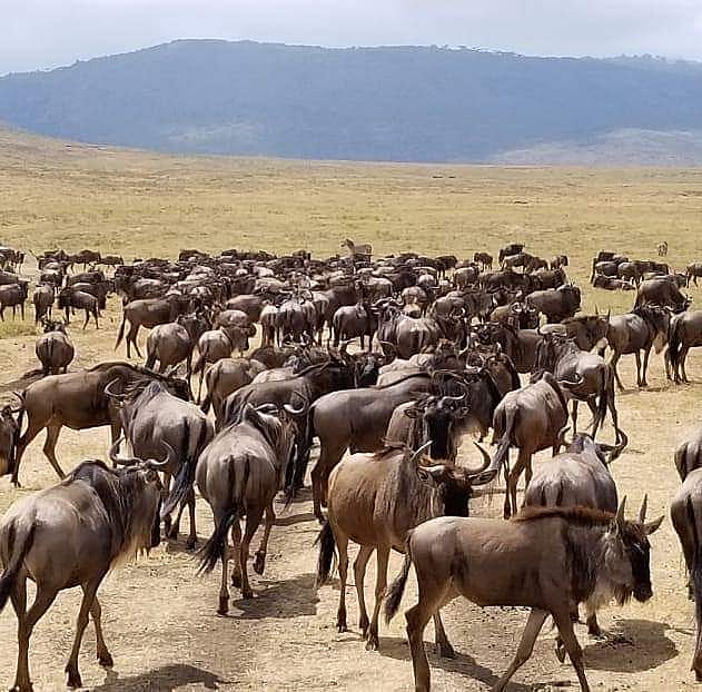 10-Day Classic Kenya Masai Mara Tanzania Serengeti  Wildebeest Migration Safari