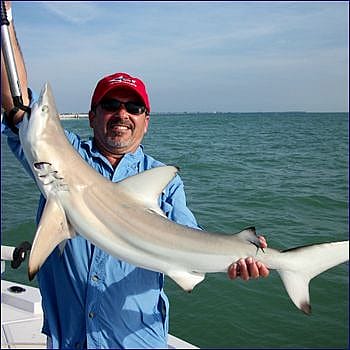 Tampa Bay Florida Shark Fishing Charter