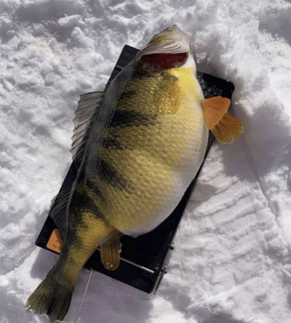 Ice Fishing Northern Manitoba Multi-Species Day! 