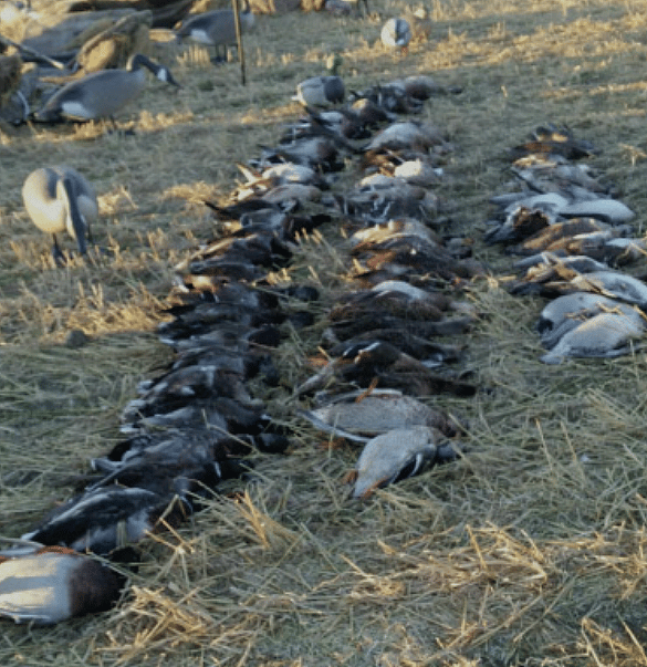 Guided Goose Hunts in Baudette Minnesota Outguided