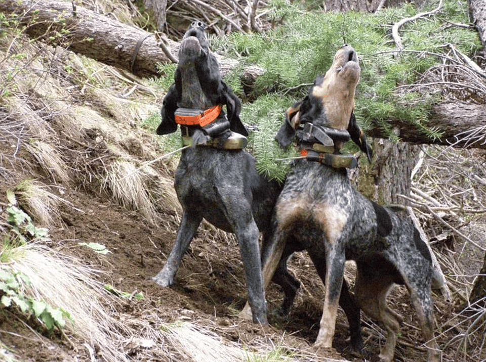 5 Day Guided Bear Hunt in Utah Outguided