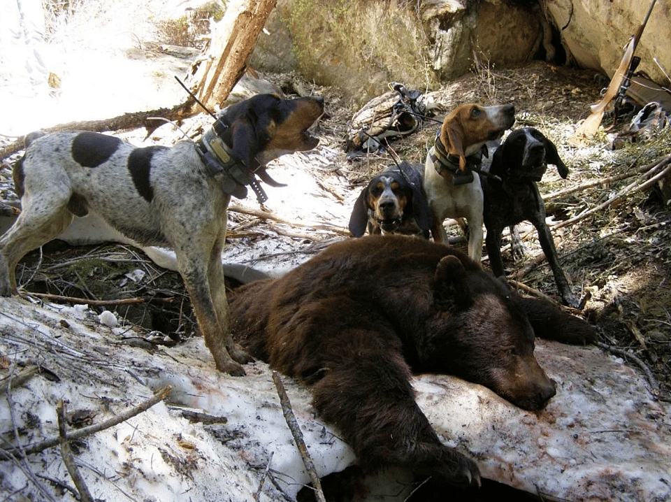 5 Day Guided Bear Hunt in Utah Outguided
