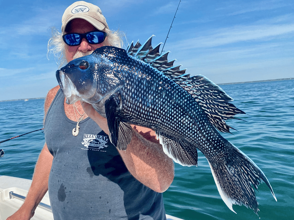 5.5 Hour Black Sea Bass & Scup Fishing Charter on Cape Cod