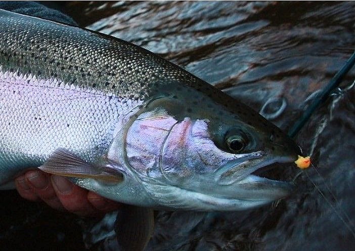 What Is the Best Fishing Rod for Lake Trout? - Trickyfish