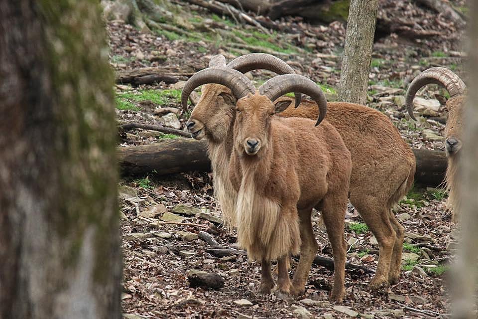 3 Day Aoudad Hunting in Tennessee Outguided