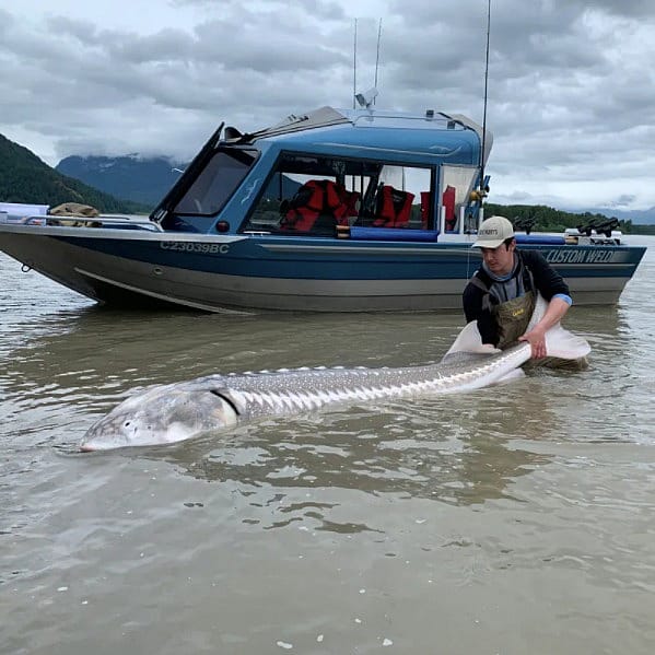 Fraser River sturgeon fishing is on 🔥 whats you're favourite fish to