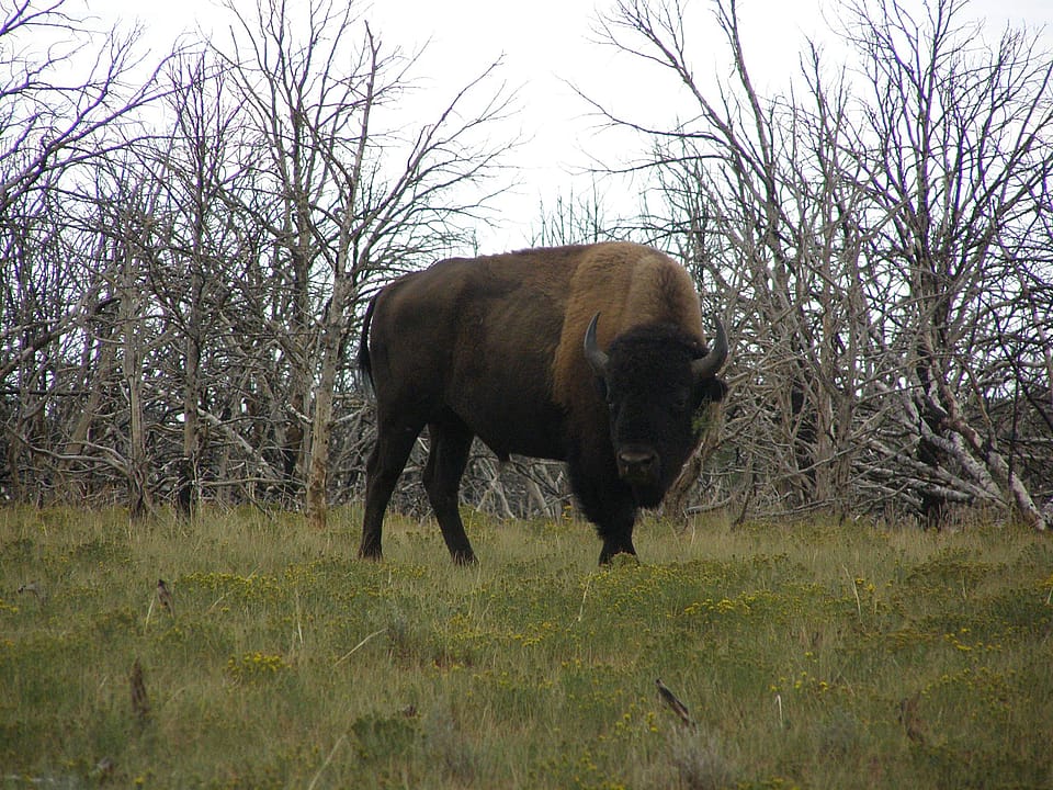 5 Day Guided Cow Bison Hunt in Utah Outguided