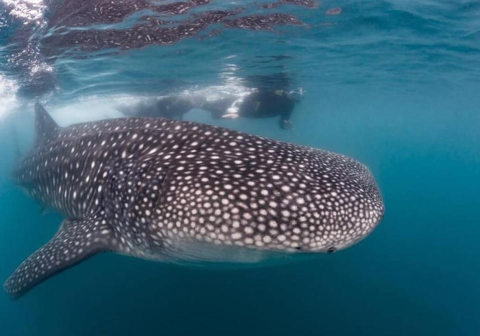Snorkeling With Whale Sharks In La Paz Outguided