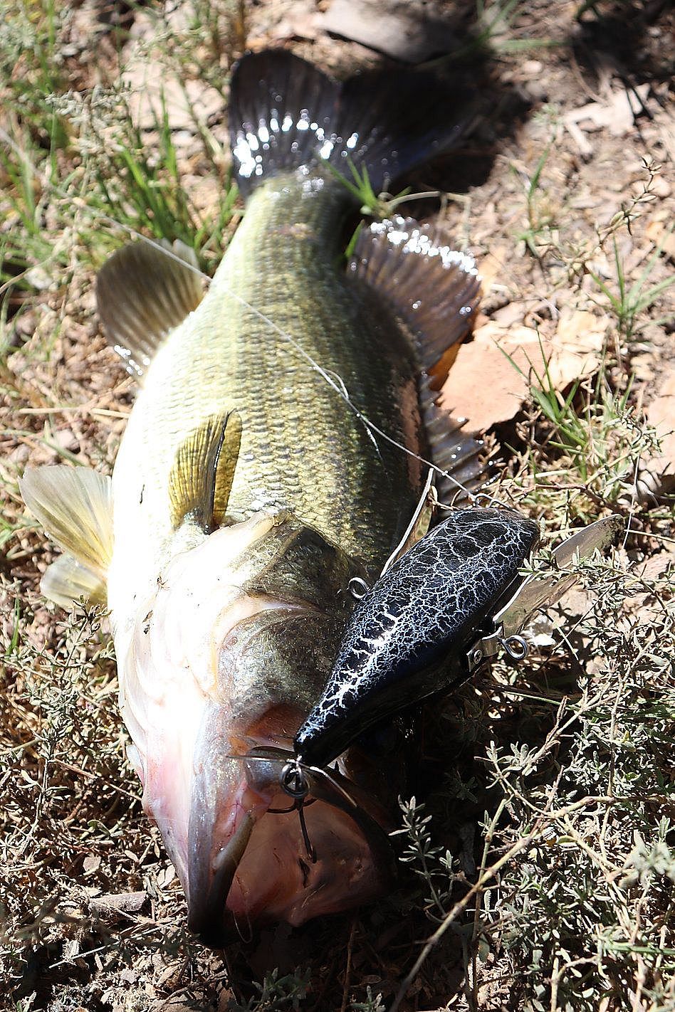 Fishin' mission: Kids learn ins and outs of angling at HBPD's annual 'Fish  with the Force' - Los Angeles Times