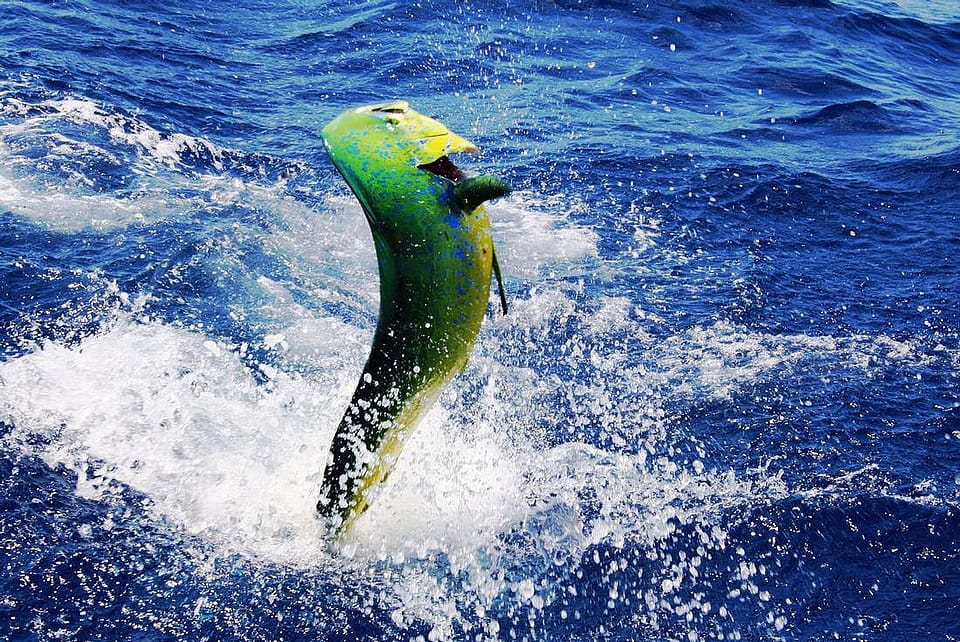For a deep sea fishing charter and experience high-jumping fish such as  high jumping sailfish, tarpon, and dolphin …