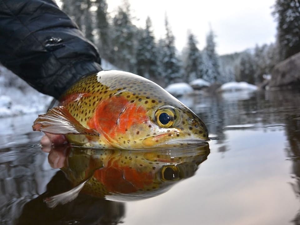 Winter Fly Fishing San Juan River Outguided