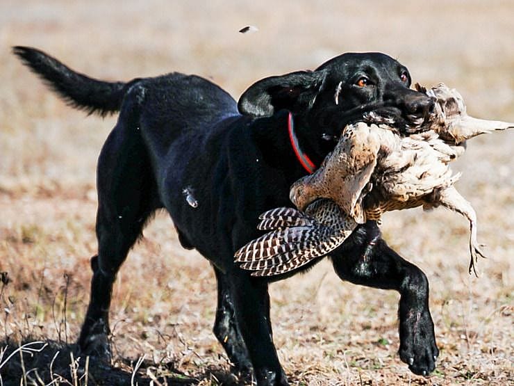 1Day Texas Pheasant & Chukar Hunt Outguided