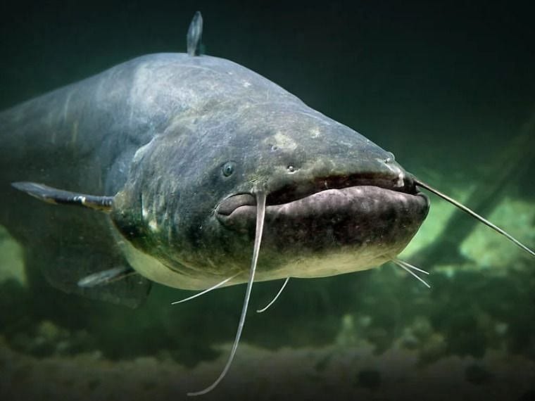 Lake Texoma Catfish Fishing Trip Outguided