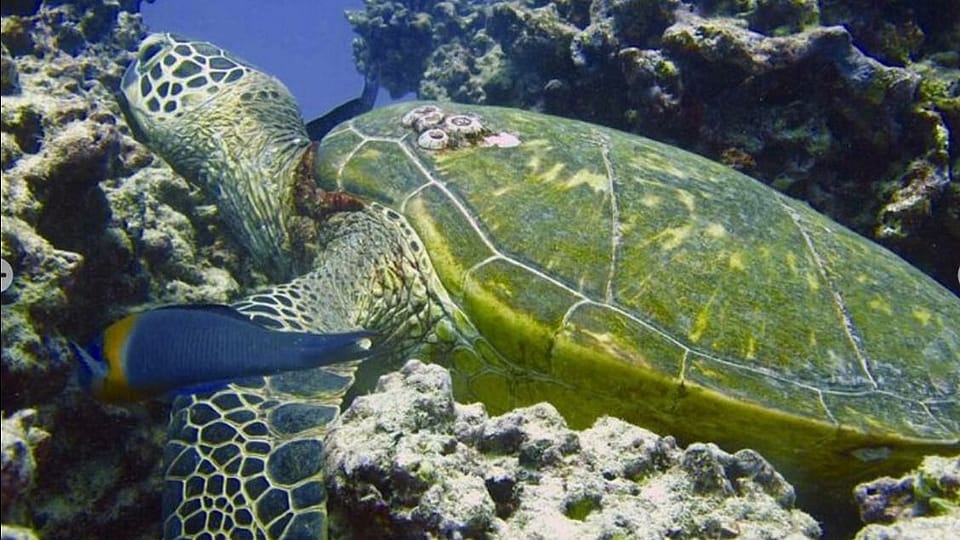 Two tank Oahu dive with no gear rental Outguided