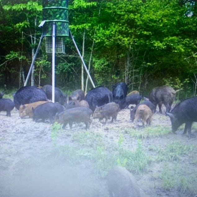 2Day FREE RANGE TEXAS HOG HUNT Outguided