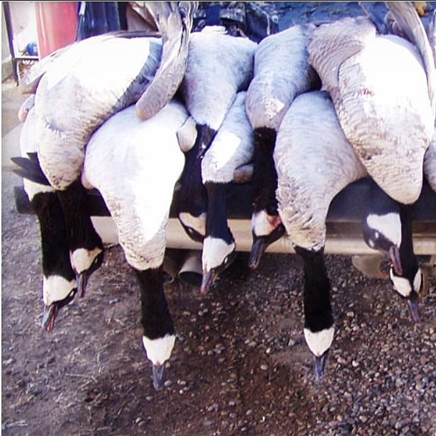 2Day Northern Colorado Goose Hunt Outguided
