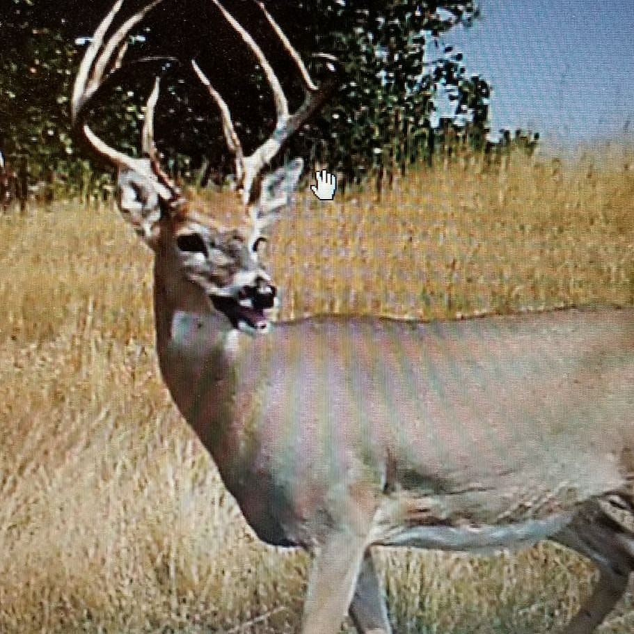 5Day Mule Deer South Dakota Archery Hunt Outguided