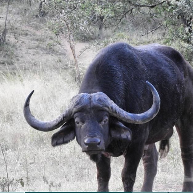 9 Days Boschnel Safaris Cape Buffalo Dugga Boy Exclusive Marloth Park ...