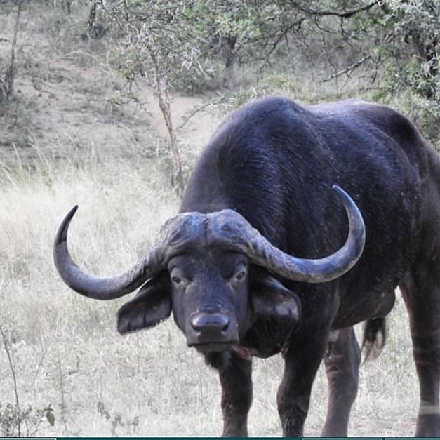 9 Days Boschnel Safaris Cape Buffalo Dugga Boy Exclusive Marloth Park,  Mpumalanga, Africa