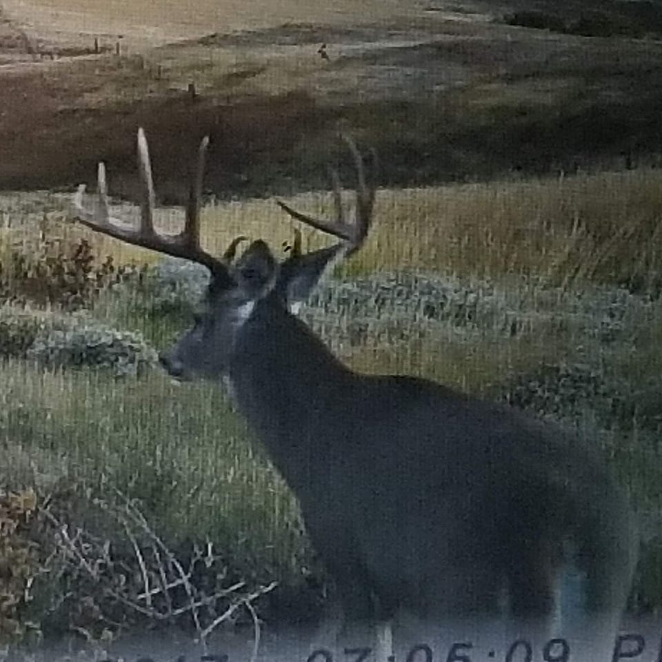 5Day Mule Deer South Dakota Archery Hunt Outguided