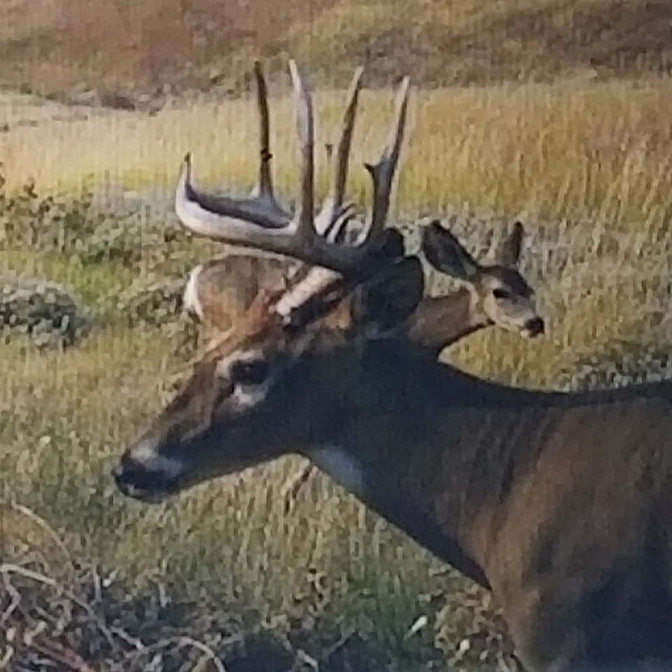 5Day Mule Deer South Dakota Rifle Hunt Outguided
