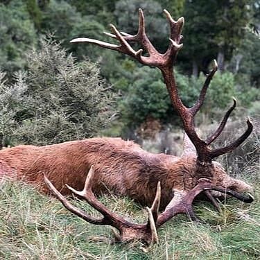 4-Day Red Stag New Zealand Hunt
