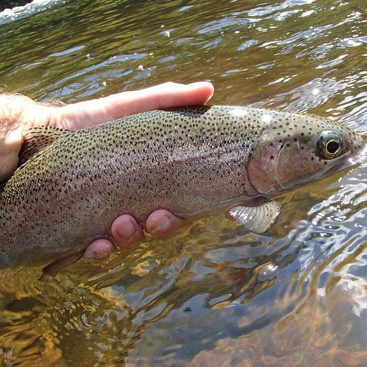 Full-Day Androscoggin River Fishing | Outguided