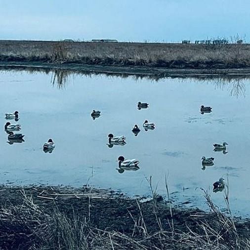 Full-Day Oklahoma Duck Hunt