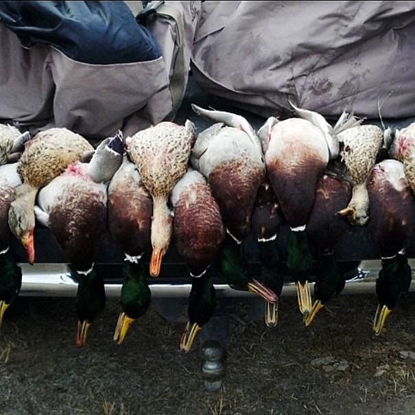 2Day Northern Colorado Duck Hunt Outguided