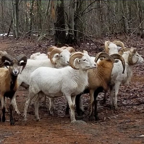 Pennsylvania Hunting Preserve Outguided