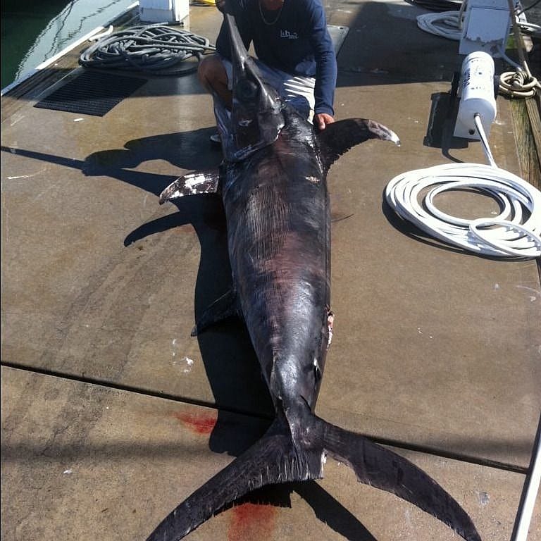 12Hour Swordfish Expedition Outguided