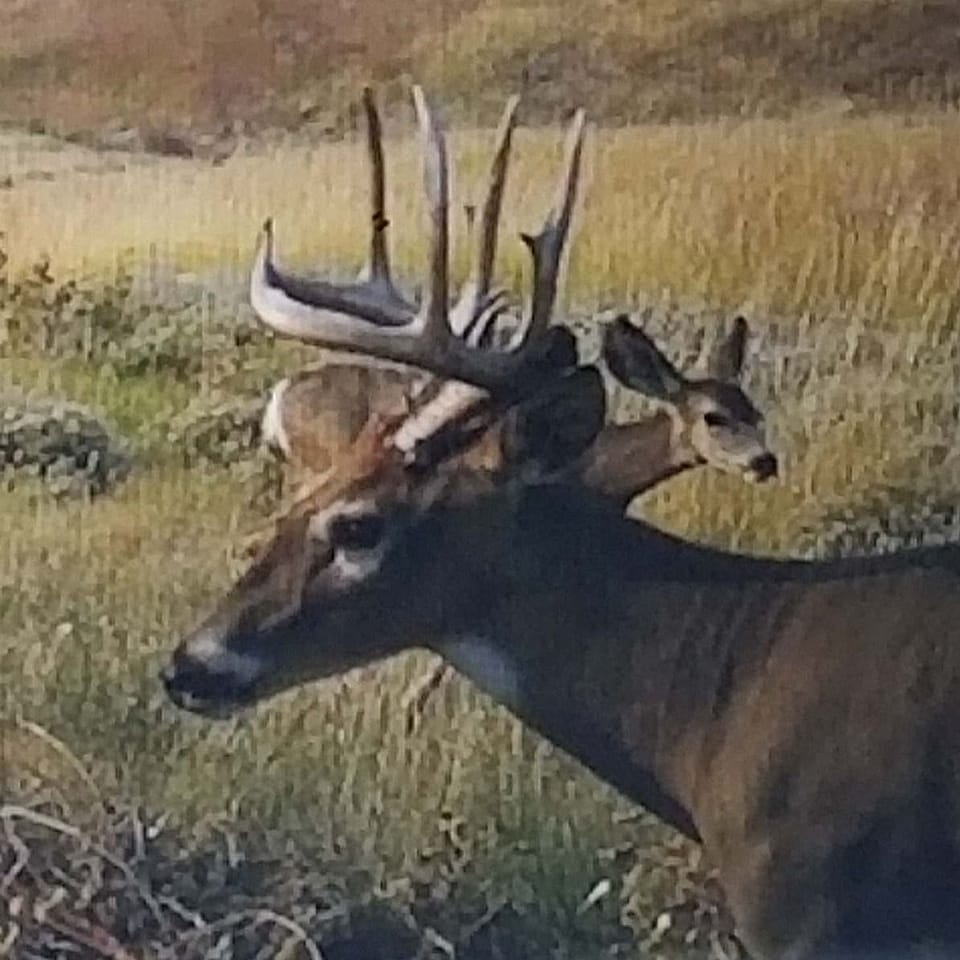 5Day Mule Deer South Dakota Archery Hunt Outguided