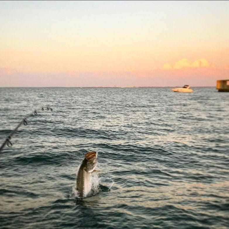 FullDay Florida Panhandle Tarpon Fly Fishing Trip Outguided