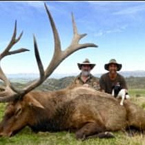New Zealand Wapiti Elk Epic Safari Hunt Private Reserve