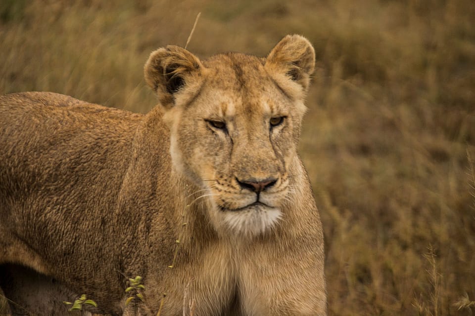The Best 5 Days Tanzania Safari