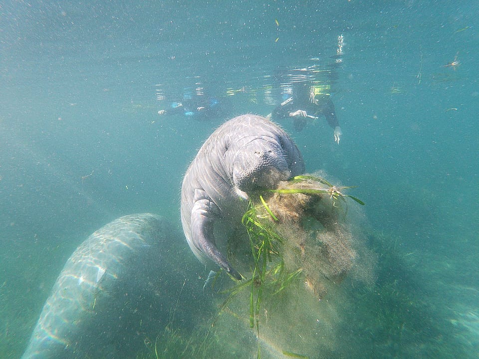 4 Hour Manatee Mania Shared Boat Tour in Crystal River Outguided