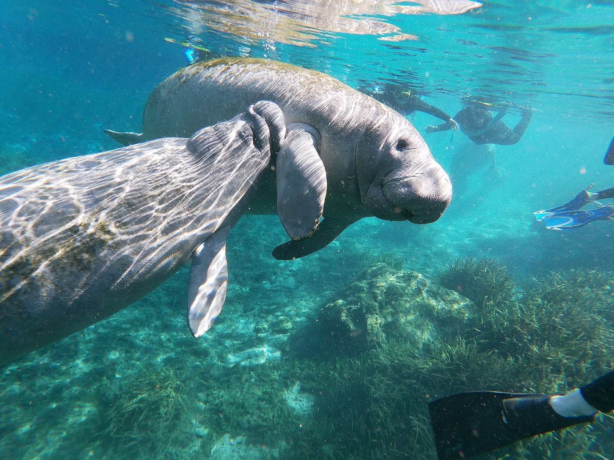 3 Hour Shared Boat Crystal River Manatee Swim Tour Outguided   Man12 1c0eb3439e 