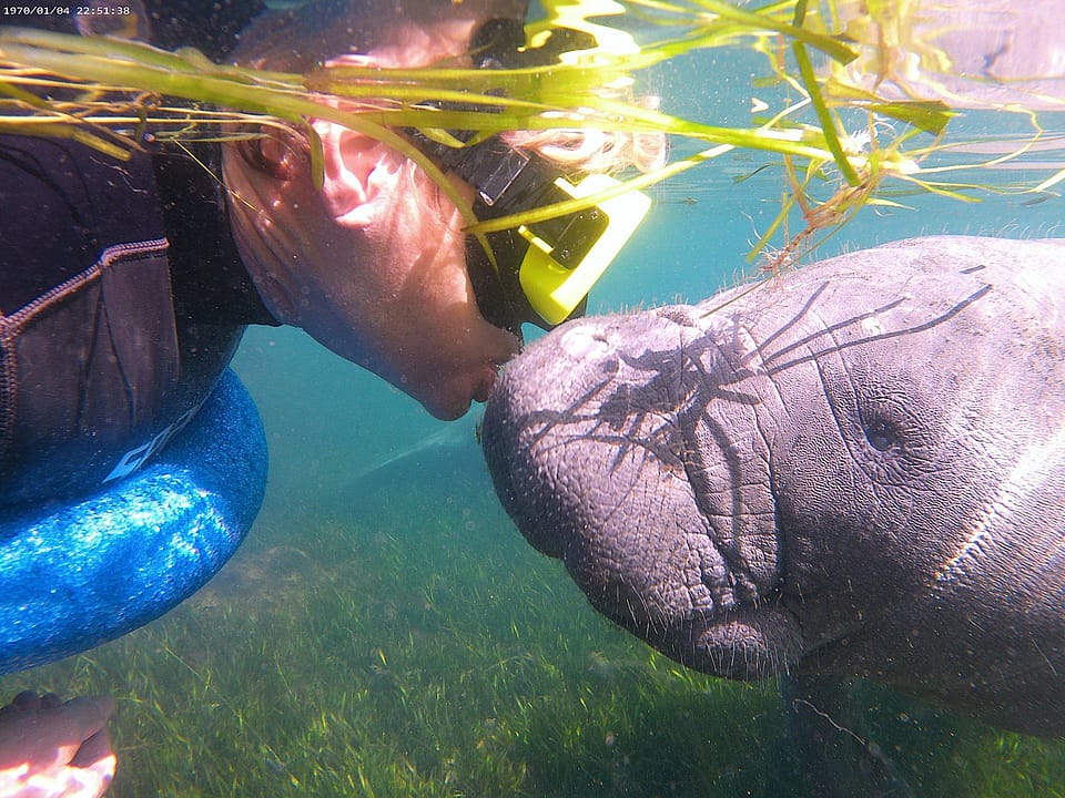 adventure diving manatee tour