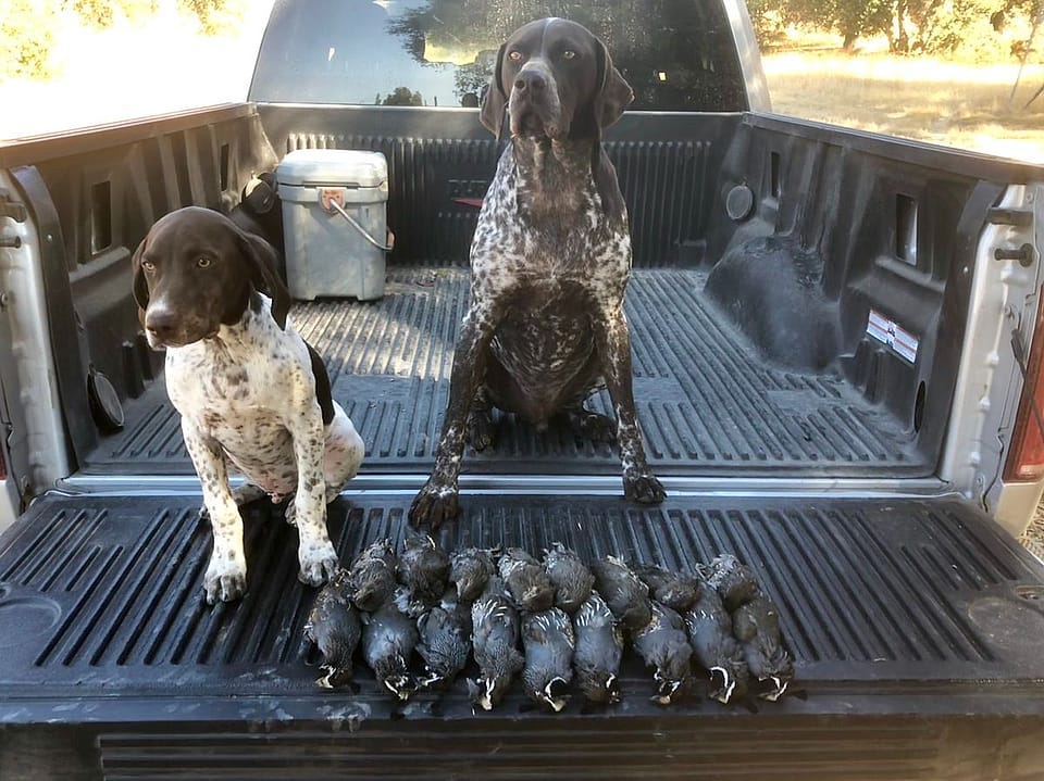 quail hunting trip